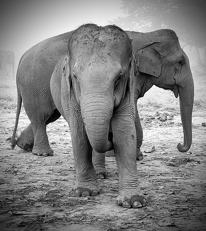 Elephants of Thailand
