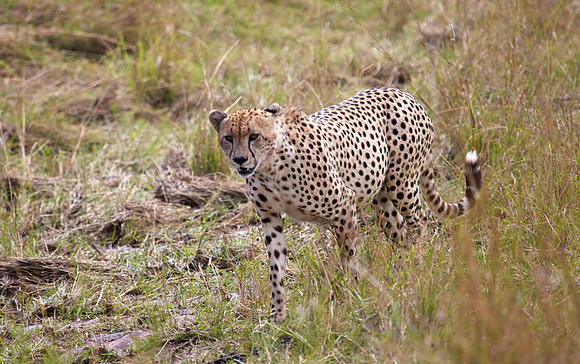 Cheetah