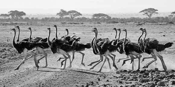 Ostrich crossing